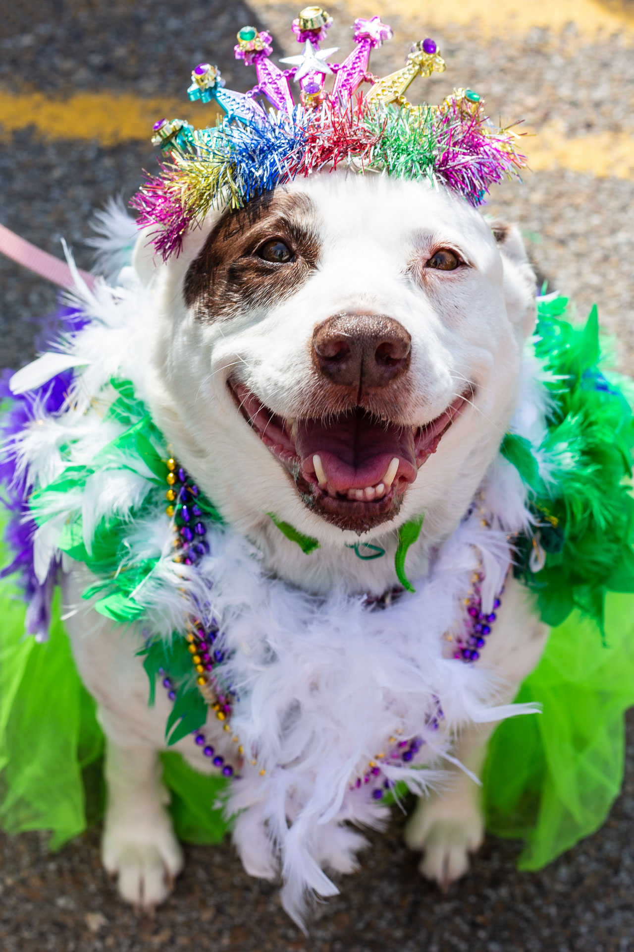 Featured image for “Young-Williams Animal Center’s Mardi Growl parades through Knoxville on March 4”