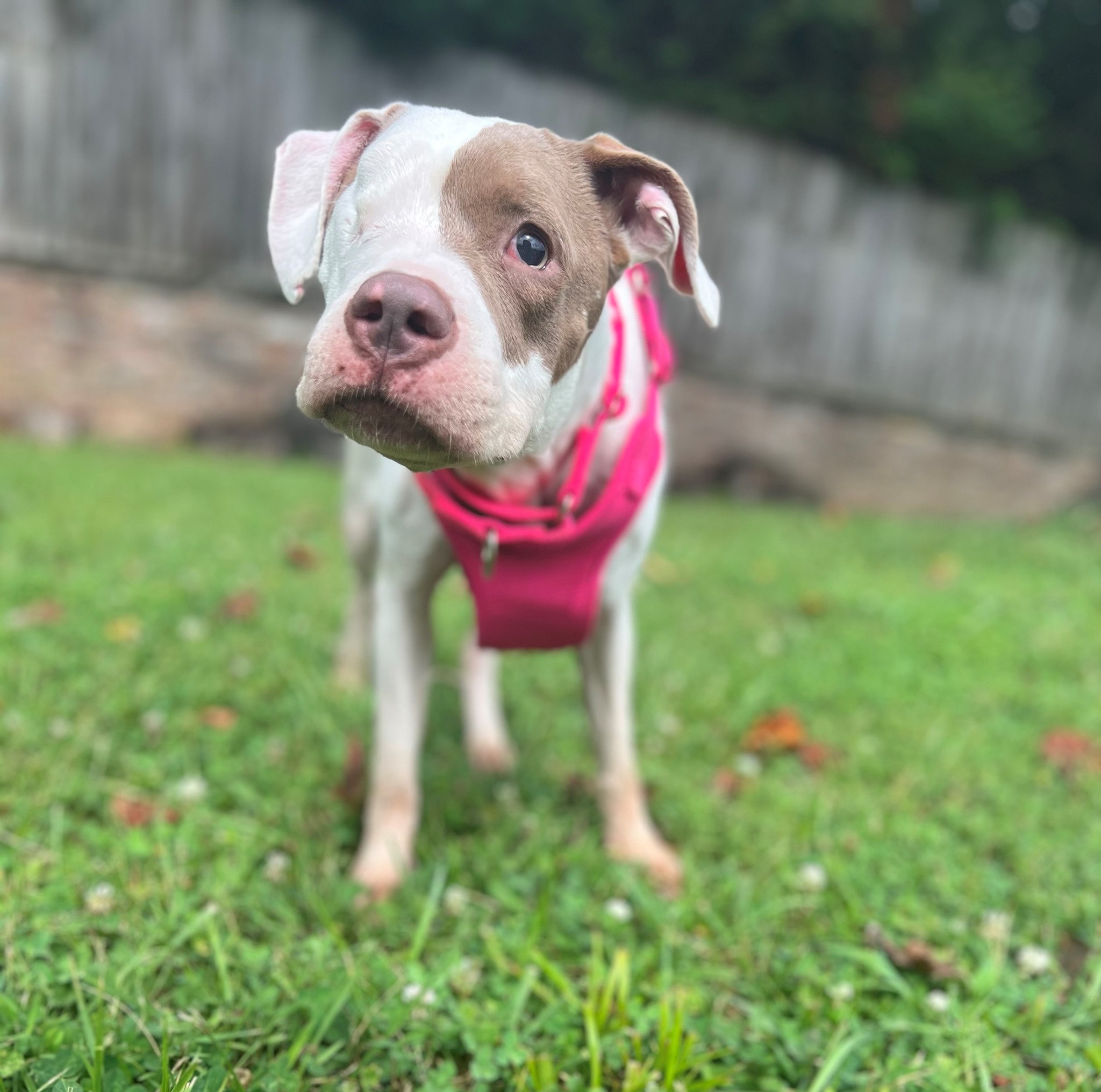Featured image for “Big news! Jules, formally known as Selah, is up for adoption at Young Williams A…”